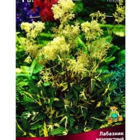 Лабазник вязолистный Вариегата, р-р I, 1 шт, Весна 2025