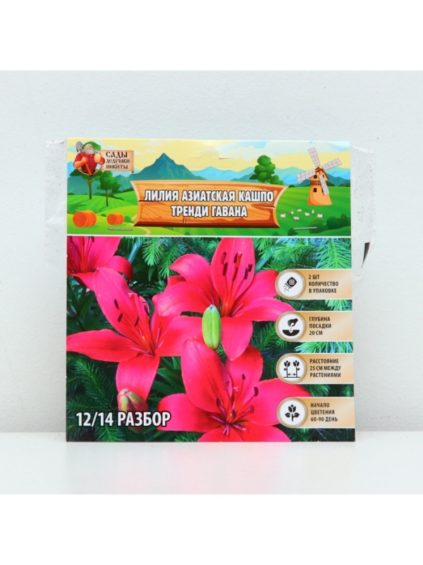 Лилия Азиатская Кашпо Trendy Havanna, луковица в пакете с перфорацией, р-р 12/14, 2 шт.