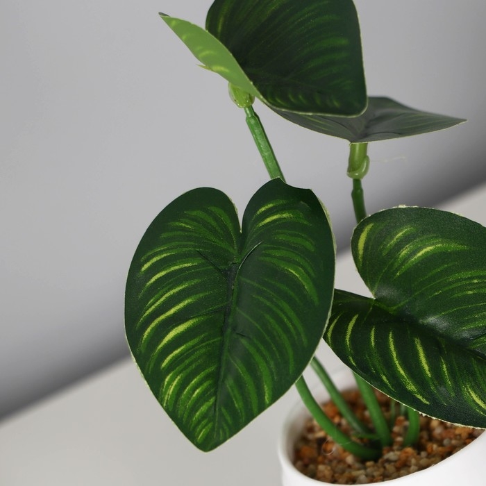 Бонсай в горшке Бонсай в горшке "Филодендрон элит элегант" 6х13 см, зелёный