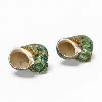 Набор ракушек декоративных, длина 4-5 см. ширина 2 см, 2 шт