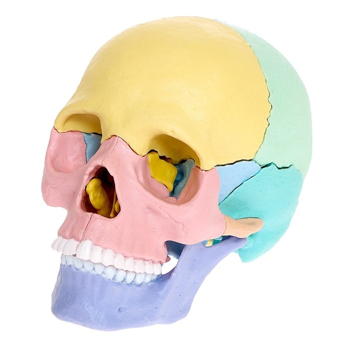 Набор для опытов &laquo;Череп человека&raquo;, анатомическая модель