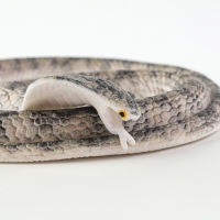 Новый год! Резиновая игрушка &laquo;Змея. Кобра&raquo;, 65 см