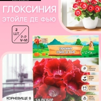 Глоксиния "Этойле де Фью", р-р 5/6, 2 шт