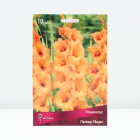 Гладиолус крупноцветковый &laquo;Питер Пирс &raquo;, луковица цветов в пакете с перфорацией, р-р 10/12, 10 шт.