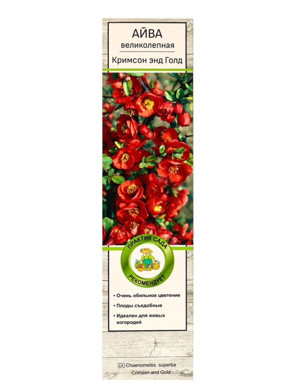 Айва великолепная (Хеномелес) &laquo;Кримсон энд Голд&raquo;, саженец, туба, 1 шт.