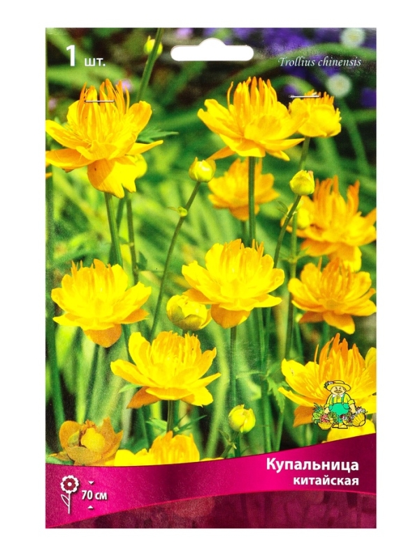 Купальница китайская, р-р I, 1 шт, Весна 2025 Купальница китайская, р-р I, 1 шт, Весна 2025