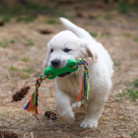 Игрушка жевательная с канатом, 11 х 5,5 см, зелёная Игрушка жевательная с канатом, 11 х 5,5 см, зелёная