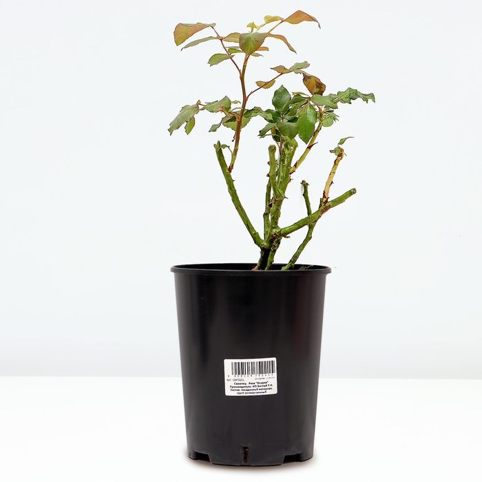 Саженец Розы Саженец Розы "Осирия", Горшок С4, Лето 2024
