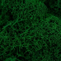 Мох стабилизированный "Ель" 45 гр (+-5 гр)