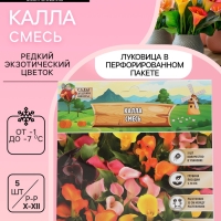 Калла &laquo;Смесь&raquo;, клубнелуковица в пакете с перфорацией, р-р 10/12, 5 шт.