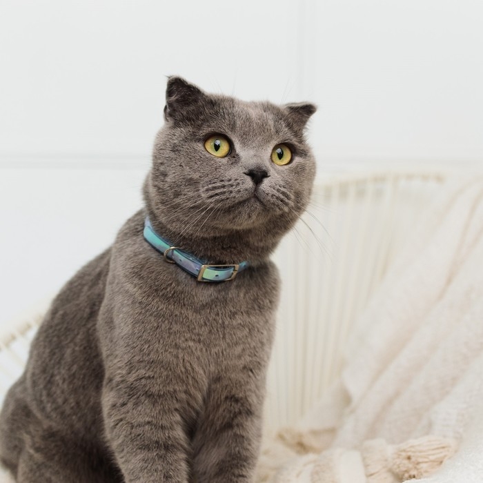 Ошейник для собак и кошек с фастексом &laquo;Неон&raquo; , 30 х 1 см