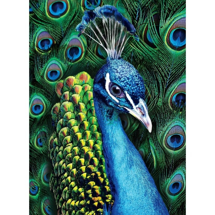Алмазная мозаика с полным заполнением на холсте &laquo;Павлин&raquo;, 15 х 21 см