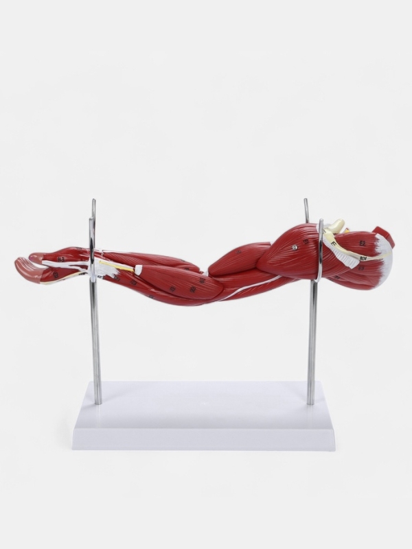 Макет Макет "Рука, мышечное строение" 38см