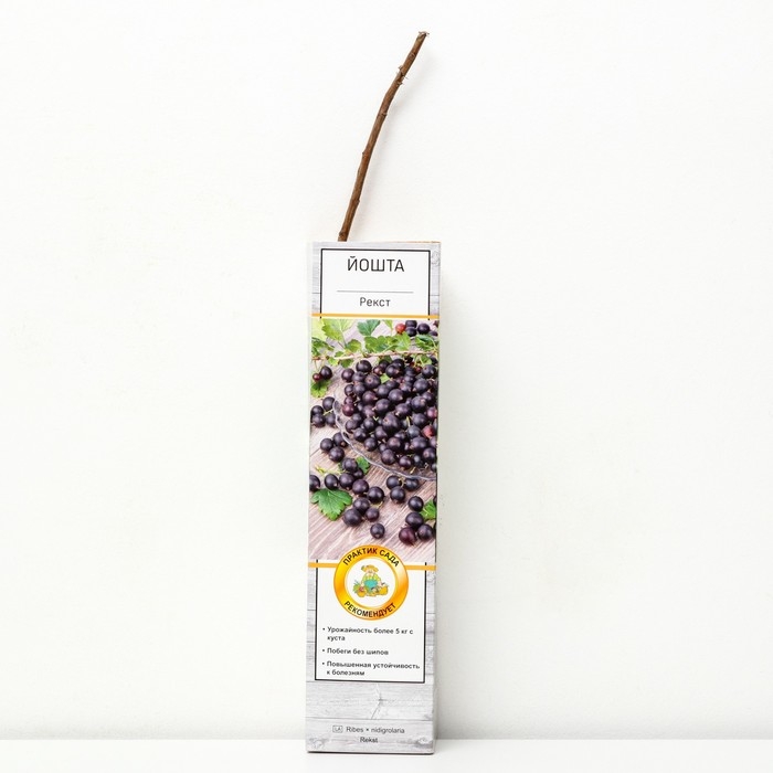 Йошта (крыжовник х смородина, йоштаберри) "Рекст" 1 шт, туба, Весна 2025