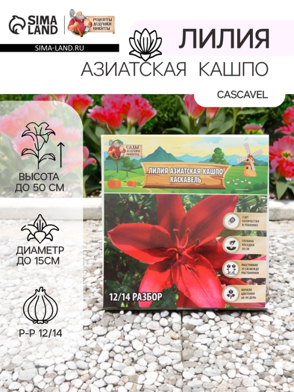 Лилия Азиатская Кашпо Cascavel, луковица в пакете с перфорацией, р-р 12/14, 2 шт.