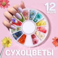 Сухоцветы для декора ногтей «Ромашки», объёмные, 12 видов, в футляре, разноцветные Сухоцветы для декора ногтей «Ромашки», объёмные, 12 видов, в футляре, разноцветные