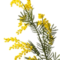 Цветы искусственные "Мимоза" 65 см, жёлтый