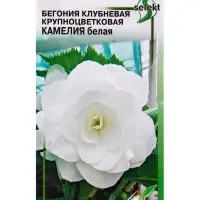Семена цветов Бегония крупноцв.Камелия белая 10 шт