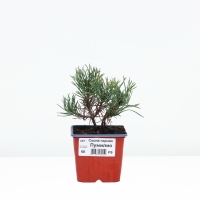 Сосна горная &laquo;Пумилио&raquo;, саженец, хвойный, Р9, 1 шт., h=3-20 см