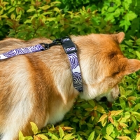 Ошейник &laquo;В гармонии с природой&raquo;, застёжка - фастекс, 2.5 см, 40-55 см