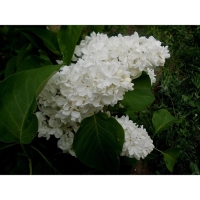 Сирень обыкновенная Память о Колесникове, С3 горшок, Н10-50 высота, 1 шт, Осень 2024 Сирень обыкновенная Память о Колесникове, С3 горшок, Н10-50 высота, 1 шт, Осень 2024