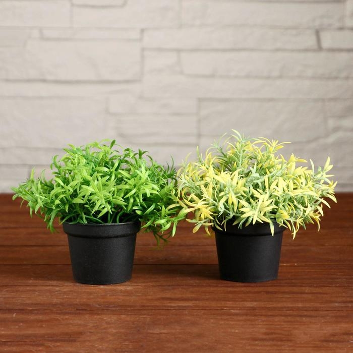 Бонсай в горшке Бонсай в горшке "Травушка" 7х10 см, микс