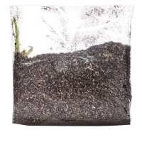 Лилейник "Vanilla With Love", р-р I, 1 шт, Весна 2025, ЭКОНОМ,