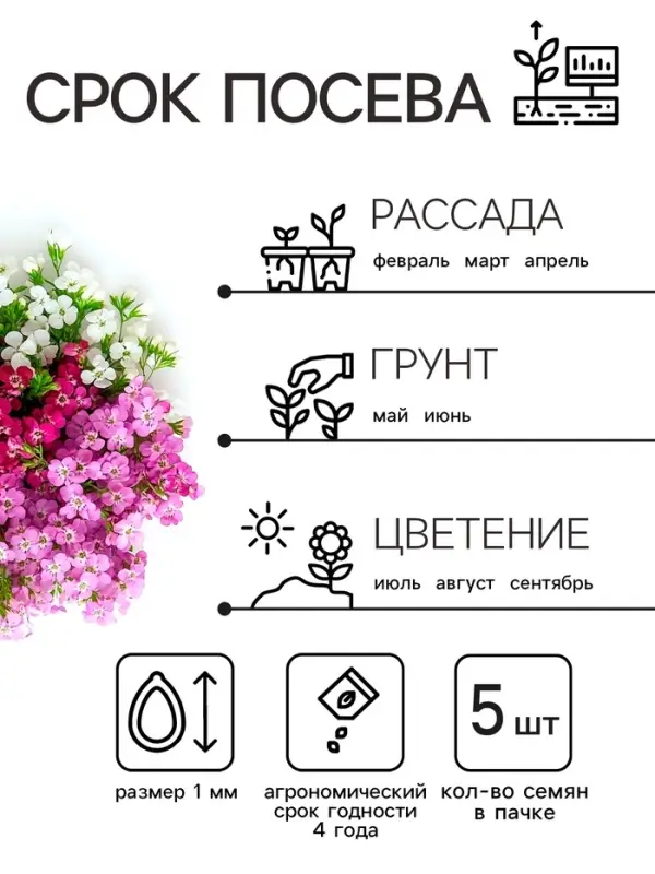 Семена цветов Алиссум &laquo;Ежевичные меренги&raquo;, 5 шт.
