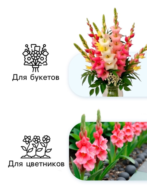 Гладиолус Низкорослый "Лас-Вегас", луковица цветов в пакете с перфорацией, р-р 10+, 7 шт.