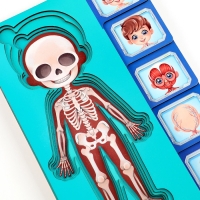 Обучающий набор &laquo;Тело человека&raquo;, рамка-вкладка и книга с наклейками