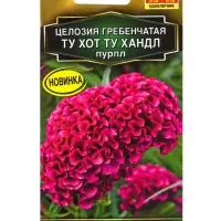 Семена цветов Целозия гребенчатая Ту хот ту хандл пурпл  С. Floranova Золотая серия, Ц/П,5 шт. 10945