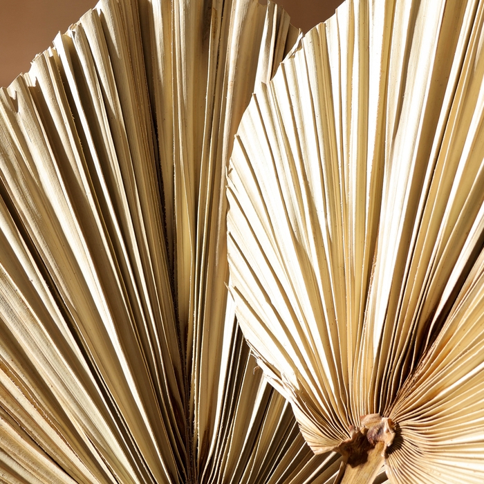 Сухие цветы «Лист пальмовый», 50 × 25 × 2 см Сухие цветы «Лист пальмовый», 50 × 25 × 2 см