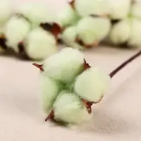 Декор сухоцвет "Хлопок" d-5 см 30 см, зелёный