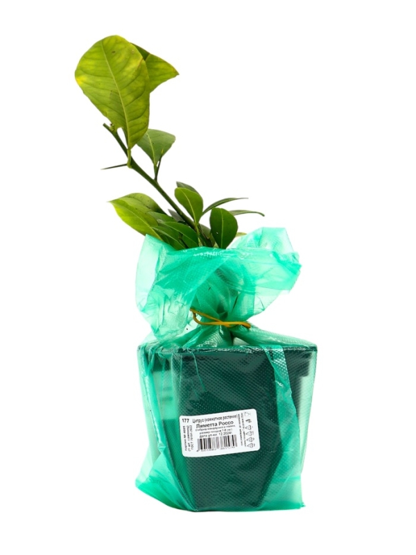 Цитрус "Лиметта Россо", туба, 1 шт, Весна 2025