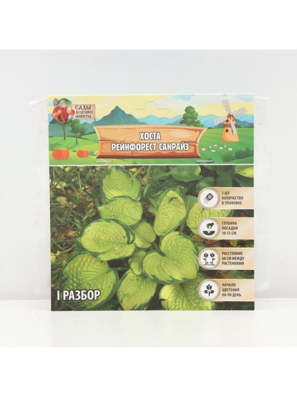 Хоста &laquo;Рейнфорест Санрайз&raquo;, корневище в пакете с торфогрунтом, р-р I, 1 шт.