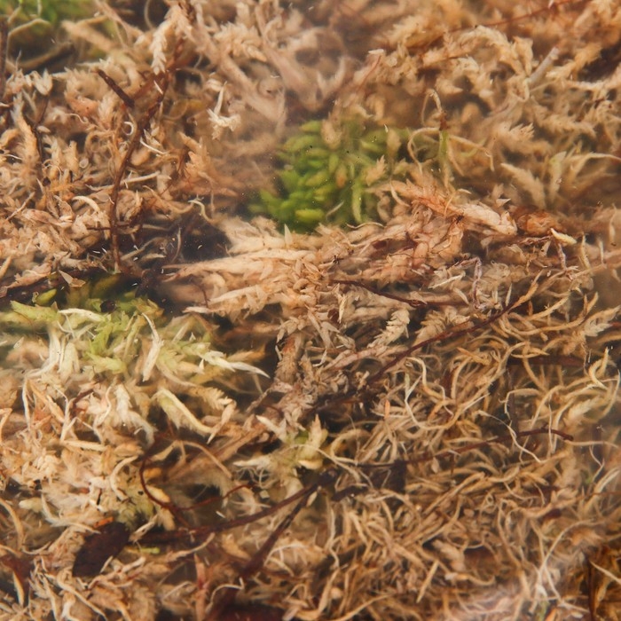 Мох сфагнум для террариумов Мох сфагнум для террариумов "Рецепты дедушки Никиты" 3 л