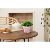 Кашпо для цветов плетёное &laquo;Бантик&raquo;, 10,5&times;10,5&times;8 см, цвет МИКС