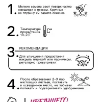 Семена цветов Колеус Визард Роуз, 10шт