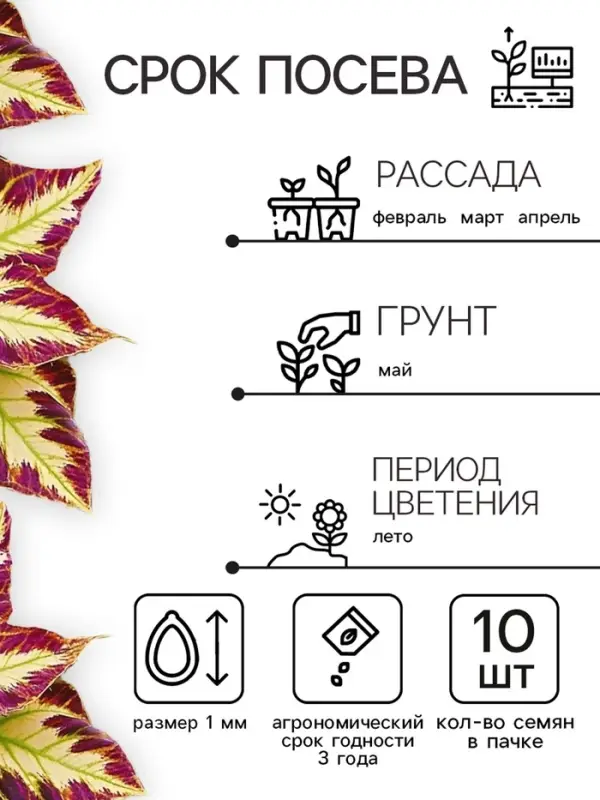 Семена цветов Колеус Визард Мозаик, 10шт