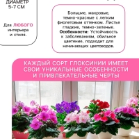 Глоксиния &laquo;Кайзер Фридрих&raquo;, многолетник, комнатный, луковица в пакете с перфорацией, р-р 5/6, 2 шт.