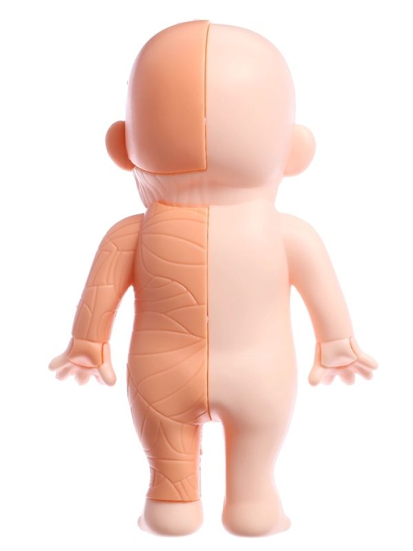 ЭВРИКИ Набор для опытов "Строение тела человека", 15 деталей