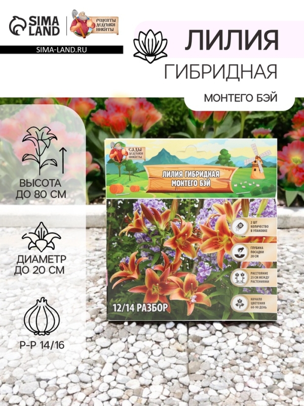 Лилия гибридная &laquo;Монтего Бэй&raquo;, луковица в пакете с перфорацией, р-р 14/16, 2 шт.