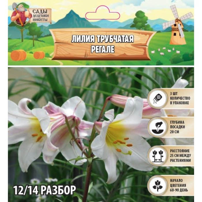 Лилия Трубчатая Лилия Трубчатая "Регале", р-р 12/14, 3 шт,