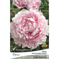Пионы молочноцветковые и гибриды "Сара Бернар ", 1 шт, р-р 2-3, Весна 2025
