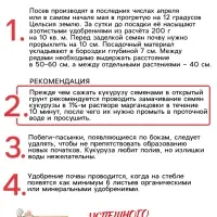 Семена Кукуруза "Краснодарский сахарный 250 CВ", 3 г