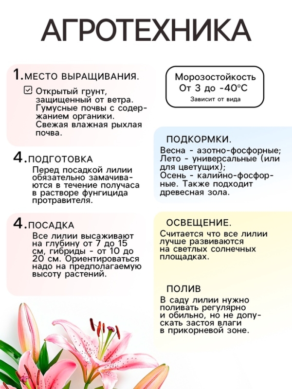 Лилия Многоцветная «Патриция Прайд», луковица в пакете с перфорацией, р-р 12/14, 3 шт. Лилия Многоцветная «Патриция Прайд», луковица в пакете с перфорацией, р-р 12/14, 3 шт.