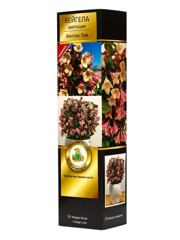 Вейгела цветущая Люкс &laquo;Винтаж Лав&raquo;, саженец, туба, 1 шт.