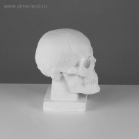 Гипсовая фигура анатомическая: ЧЕРЕП (слепок с натурального), 19 х 14 х 25 см Гипсовая фигура анатомическая: ЧЕРЕП (слепок с натурального), 19 х 14 х 25 см
