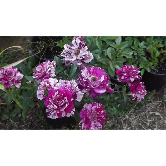 Саженец Розы Саженец Розы "Папл Тайджер", Горшок С4, Лето 2024