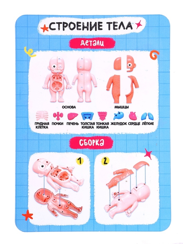 ЭВРИКИ Набор для опытов "Строение тела человека", 15 деталей
